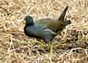 鳥類図鑑・バンの写真 6
